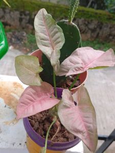 combo of 4+ freebies as Moss Rosa cutting flower