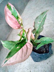 Air Purifying Mix Plants