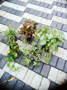 5 Live Root Plants