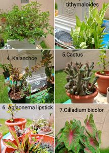 Plants