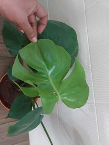 Monestera (7 Leaves)
