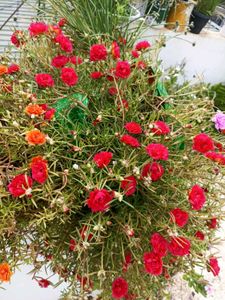 Combo Of 5 Plants