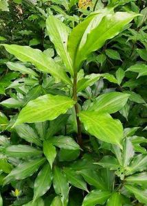 Insulin Plant - Remedy For Blood Sugar