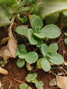Baby plants &#34;Mother Of million&#34;