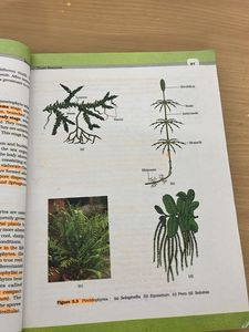 NCERT Class XI Biology textbook