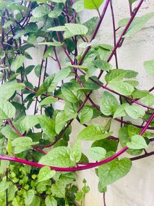 Plants