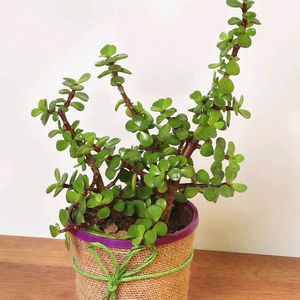 JADE PLANT CUTTINGS PACK OF 2.