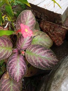 Episcia Plant