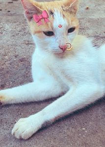 Cute Cat with Nose Ring