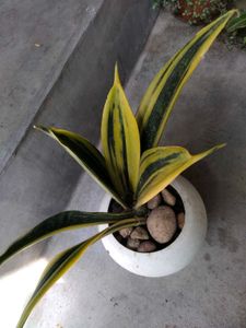 Indoor Plant Collection offer