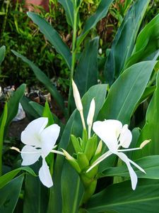 Ginger Butterfly Three Shoots