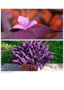 Purple Heart Plant
