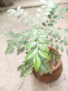 Healthy Curry Leaves Plant With Root