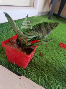 healthy snake plant with red pot combo offer