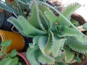 Combo Of 3 Plants