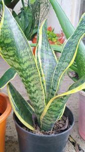 Bunch Of Three Healthy Sanseveria plants Without P