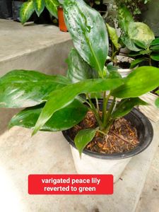 Assorted Indoor And Bonsai Plant.