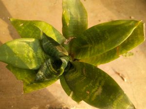 Sansevaria Bird Next Snake Plant Healthy With Root