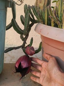 Maroon Cup Plant-Real