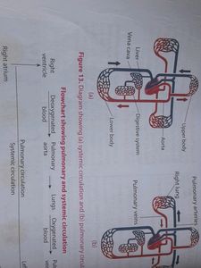 Class 10th ICSE Biology book