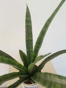 Snack Plant
