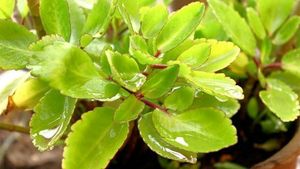 Patharchata Baby Plant Kidney Stones(fem)remover