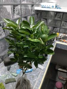 Mini Orange Plant  Only Cash ₹ 349