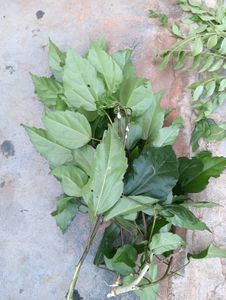 anti dandruff shampoo