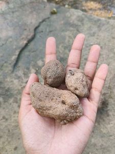 Air potato tuber 🥔