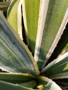Agave White and Green