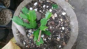 Rare Plant Combo11