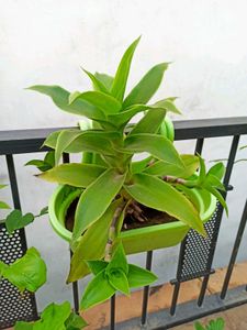 Live Basket Plant (Large, without pot)