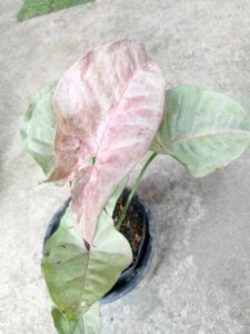 Indoor Plant Collection