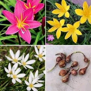 3 Colour Rain Lily's 45/-