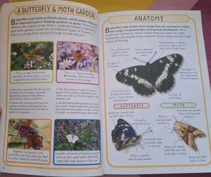 Spot 50 Butterflies &amp; Moths Book