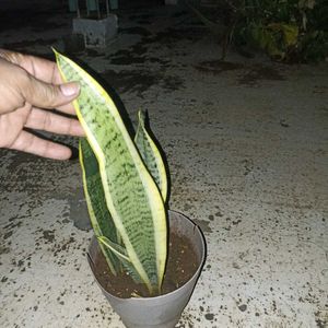 3 Variety Of Sensiviria (Pups)