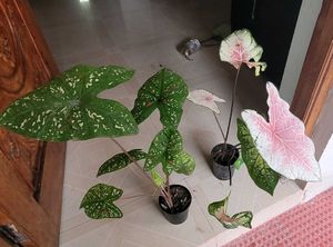 Set 2 ujjalaseeds rare polka & Caladium Pink Plant