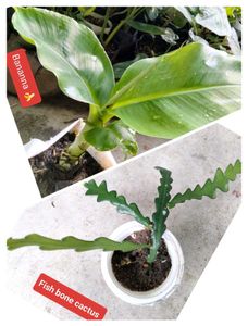 Banana N Fishbone Cactus Combo