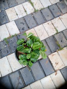 10 Live Root Plants