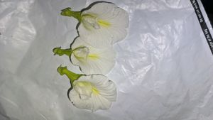 Organic White Aprajita Seeds