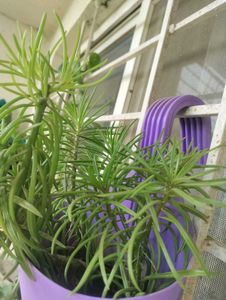 Stylish Indoor Plant