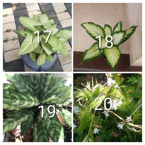you can select 10 Live root plants