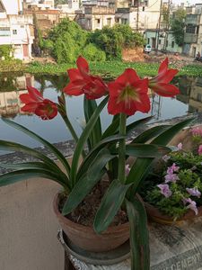 Single Petals Umri Lily Bulbs( Live)