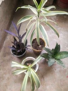 Combo Of 4 Type Mix Nd Match Showing Plant