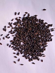 Red Cypress Vine Seeds