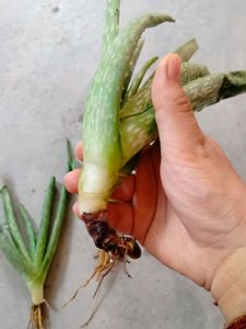 Aloevera Plant