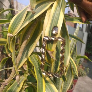 Golden Clr Ear Ring