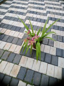 10 Live Root Plants