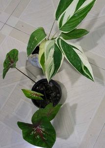 Set 2 Calcium,,&amp; Never Plants