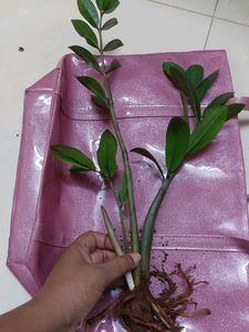 Air Purifying ZZ Plant